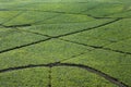 Irrigated sugarcane crops.