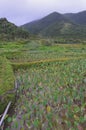 Irrigated taro Colocasia esculenta fields in Lanyu - Orchid island, Taiwan Royalty Free Stock Photo