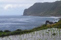 Irrigated taro Colocasia esculenta fields in Lanyu - Orchid island, Taiwan Royalty Free Stock Photo