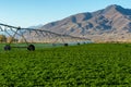 Irrigating of field in the desert