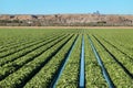 Irrigating a field of Lettuce