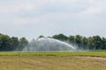 Irrigating lily field in summer Royalty Free Stock Photo