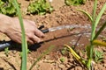 Irrigating an organic orchard