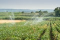Irrigating of soy beans Royalty Free Stock Photo