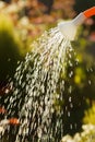 Irrigating from sprinkling can Royalty Free Stock Photo