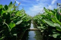 Irrigation acequia in canna lilies on sunny summer day
