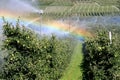 Irrigation of an apple orchard in hot Italy Royalty Free Stock Photo