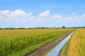 Irrigation canal in rice field