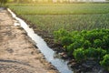Irrigation canal with water on a farm plantation. Surface irrigations of crops. European organic farming. Agriculture Royalty Free Stock Photo