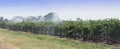 Irrigation of Grape Vines with Overhead Sprinklers.