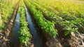Irrigation and growing young pepper in the field. Watering of agricultural crops. Farming and agriculture. Agroindustry and