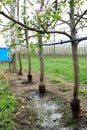 Irrigation hoses in an apple orchard