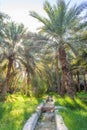 Irrigation in Jimi Oasis in Al Ain, UAE