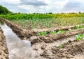 Irrigation of leek, cabbage plantations in the field. Traditional natural watering. Eco-friendly products. Agriculture and