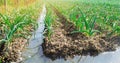 Irrigation leek in the field. Traditional natural watering. Eco-friendly products. Agriculture and farmland. Crops. Ukraine,