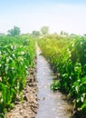 Irrigation of peppers in the field. Traditional natural watering. Eco-friendly products. Agriculture and farmland. Crops. Ukraine