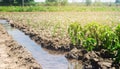 Irrigation of peppers in the field. Traditional natural watering. Eco-friendly products. Agriculture and farmland. Crops. Ukraine