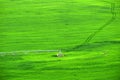 Irrigation Pivot Circle Watering Green Lush Farm Field