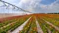 An irrigation pivot watering a tulip field Royalty Free Stock Photo