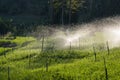 Irrigation rice fields