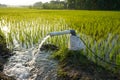 Irrigation of rice fields using pump. Royalty Free Stock Photo