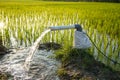 Irrigation of rice fields using pump. Royalty Free Stock Photo