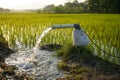 Irrigation of rice fields using pump. Royalty Free Stock Photo