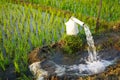 Irrigation of rice fields using pump. Royalty Free Stock Photo