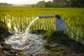 Irrigation of rice fields using pump. Royalty Free Stock Photo