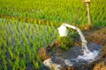 Irrigation of rice fields using pump. Royalty Free Stock Photo