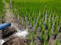 Irrigation of rice fields using pump wells with the technique of pumping water Royalty Free Stock Photo