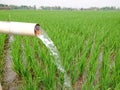 Irrigation of rice fields using pump wells with the technique of pumping water. Royalty Free Stock Photo