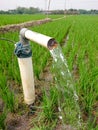 Irrigation of rice fields using pump wells with the technique of pumping water. Royalty Free Stock Photo