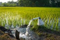 Irrigation of rice fields using pump. Royalty Free Stock Photo