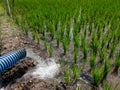Irrigation of rice fields using pump wells with the technique of pumping water Royalty Free Stock Photo