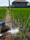 Irrigation of rice fields using pump wells with the technique of pumping water Royalty Free Stock Photo