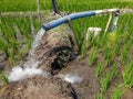 Irrigation of rice fields using pump wells with the technique of pumping water Royalty Free Stock Photo