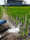 Irrigation of rice fields using pump wells with the technique of pumping water Royalty Free Stock Photo