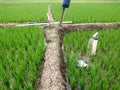 Irrigation of rice fields using pump wells with the technique of pumping water. Royalty Free Stock Photo