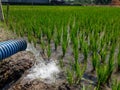 Irrigation of rice fields using pump wells with the technique of pumping water Royalty Free Stock Photo