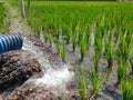 Irrigation of rice fields using pump wells with the technique of pumping water Royalty Free Stock Photo