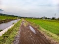 irrigation rivers and roads that are in accordance with the management of rice fields