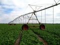 Irrigation in spinach (Spinacia oleracea) Royalty Free Stock Photo