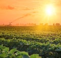 Irrigation system on agricultural soybean field at sunset