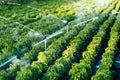 Irrigation system in function Royalty Free Stock Photo