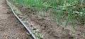 Irrigation system in the greenhouse, greenhouse with tomatoes and onions seedlings