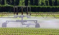 irrigation system for many tufts of green lettuce in fertile fie