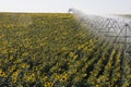 Irrigation system on sunflower field