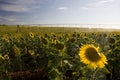 Irrigation system on sunflower field