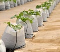 Irrigation system for vegetables plants